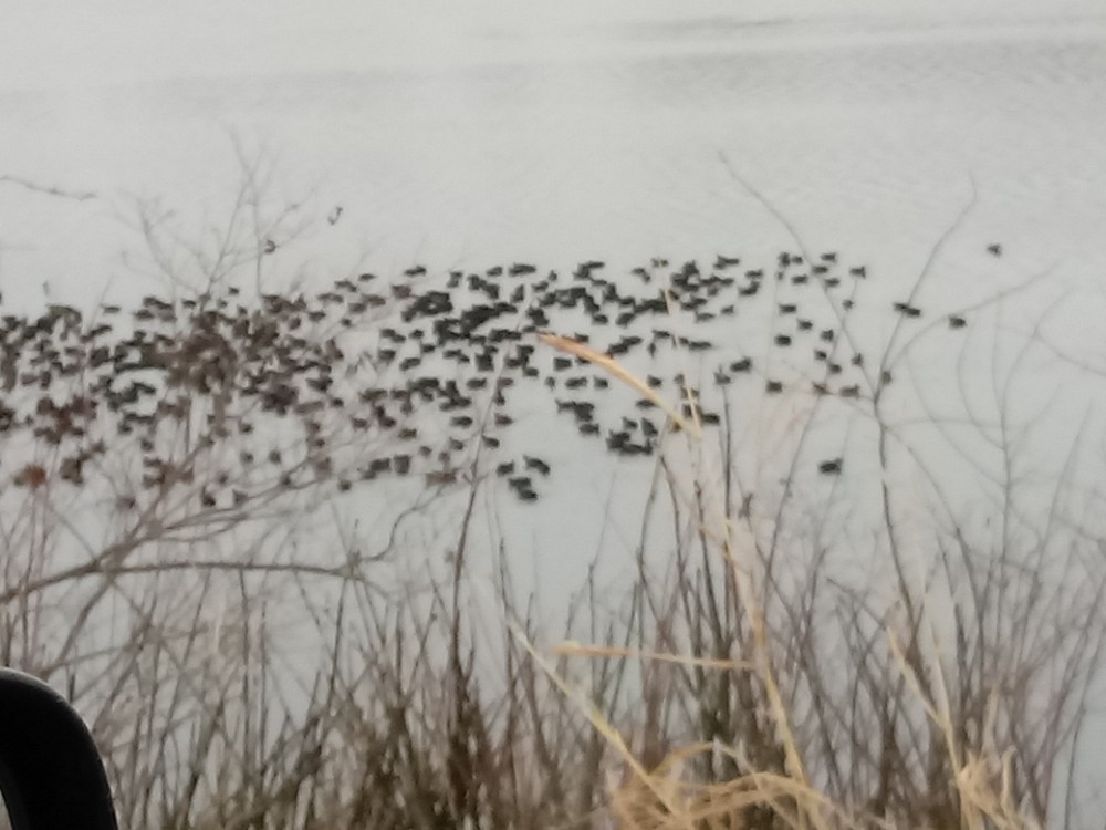 American Coot