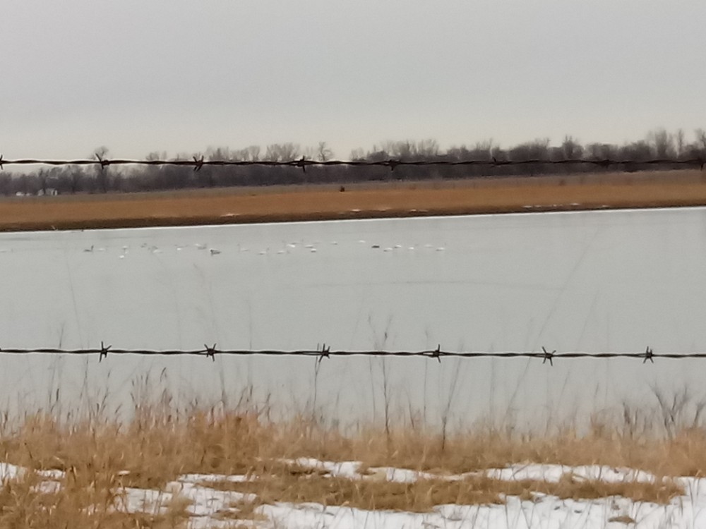 Trumpeter Swan