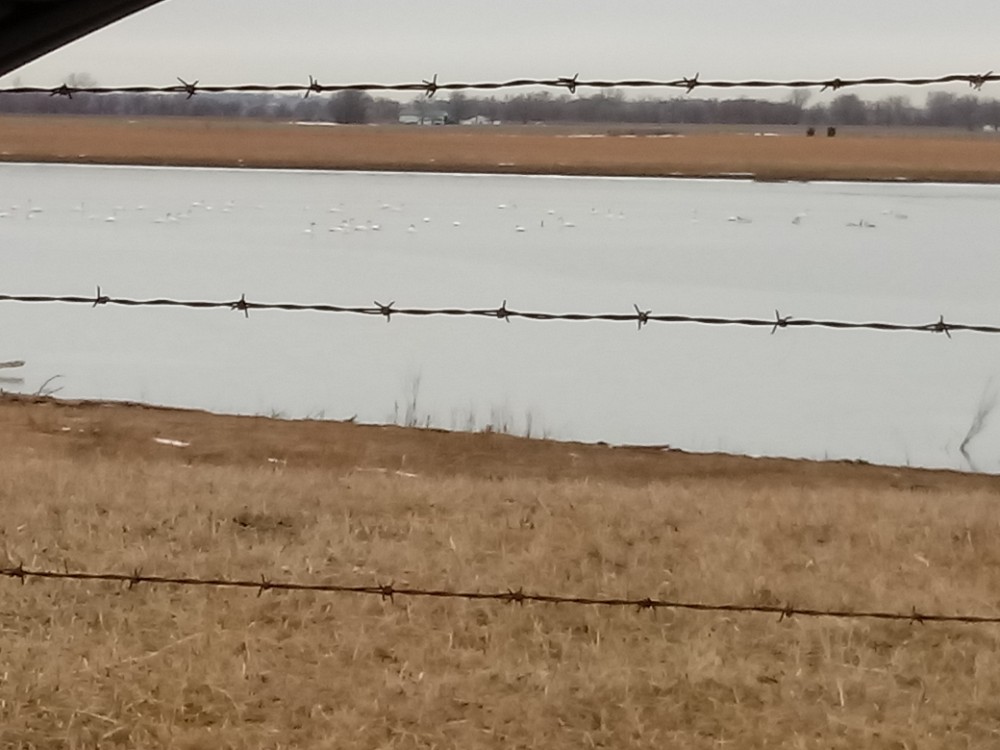 Trumpeter Swan