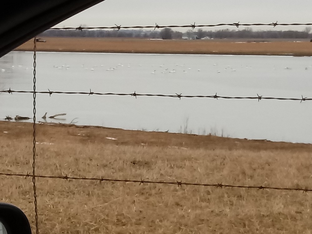 Trumpeter Swan