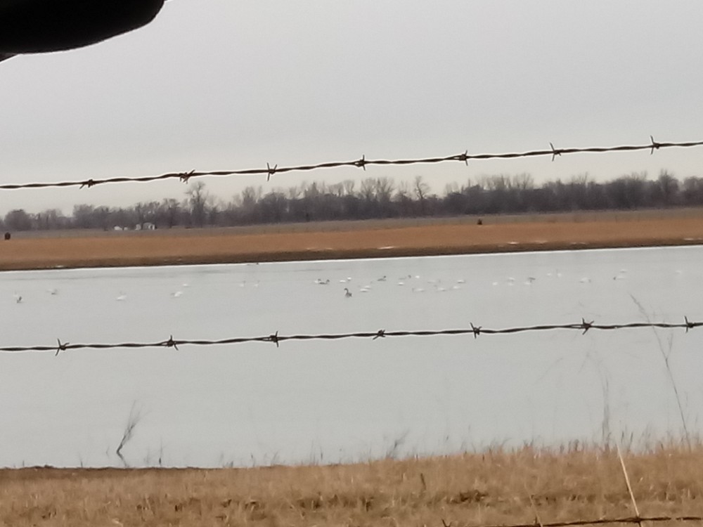 Trumpeter Swan