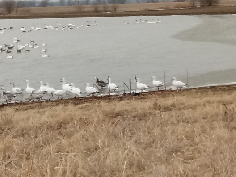 Snow Goose