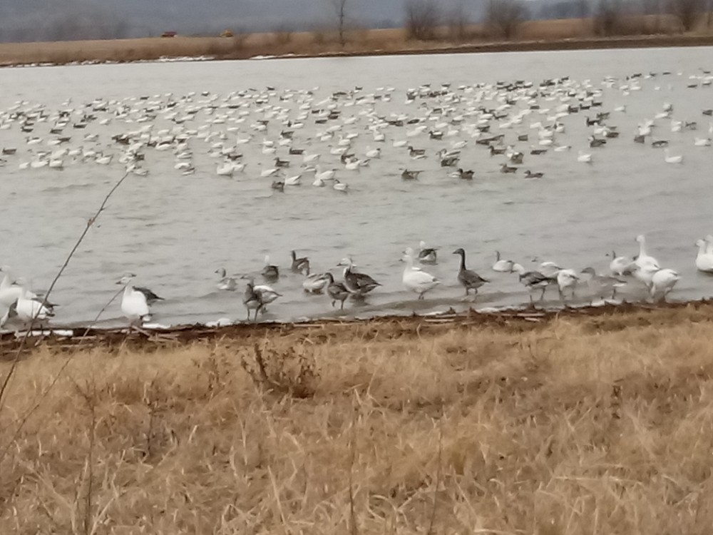 Snow Goose