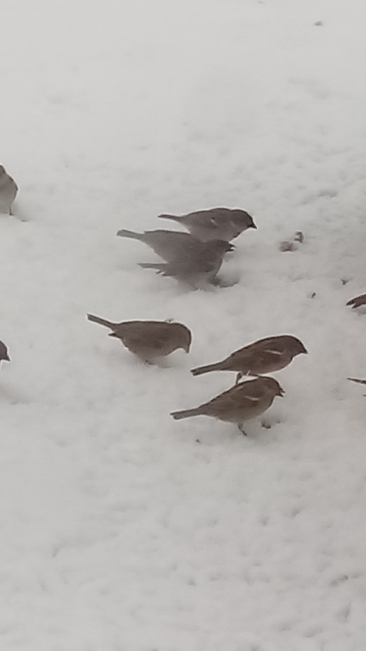 Moineau domestique