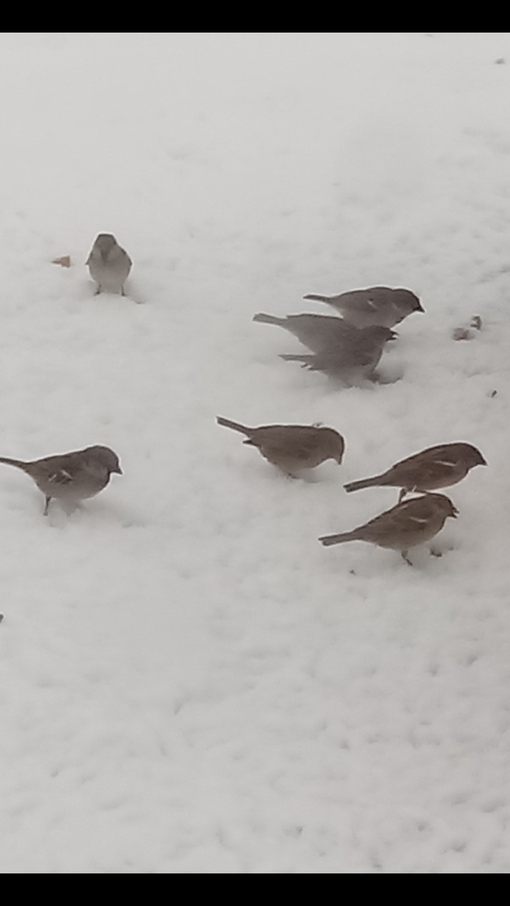 Moineau domestique