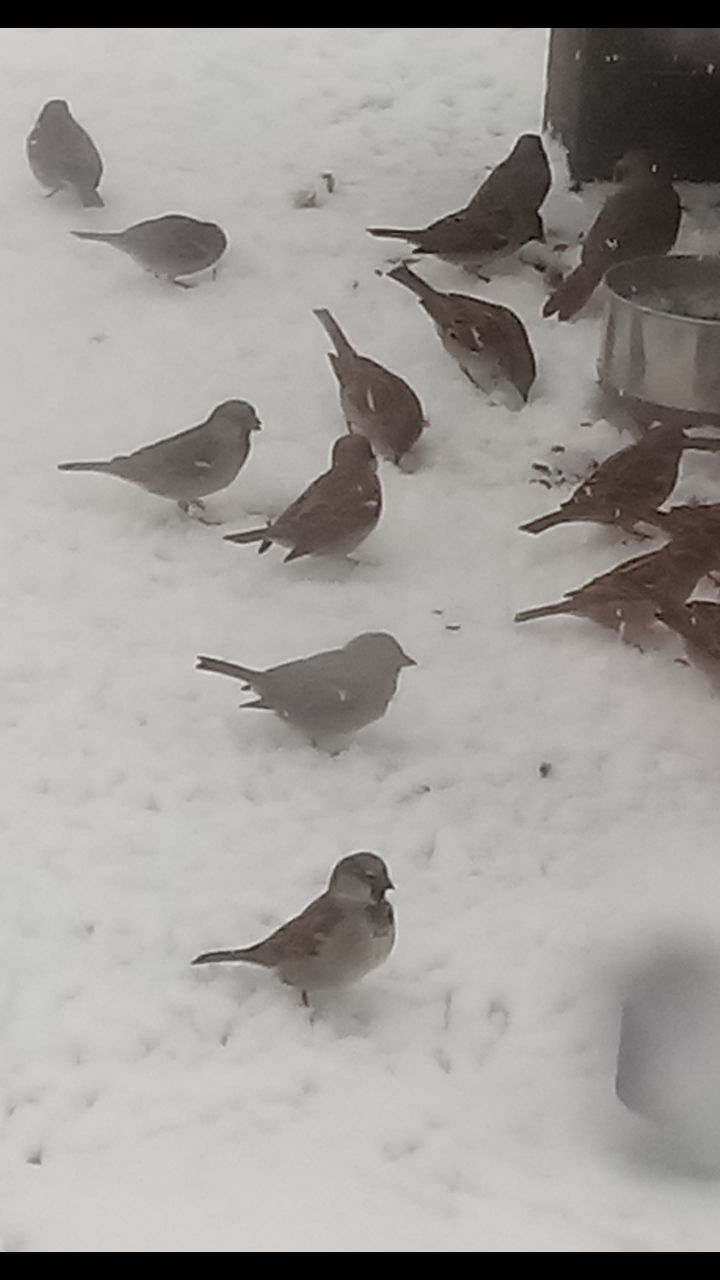 Moineau domestique