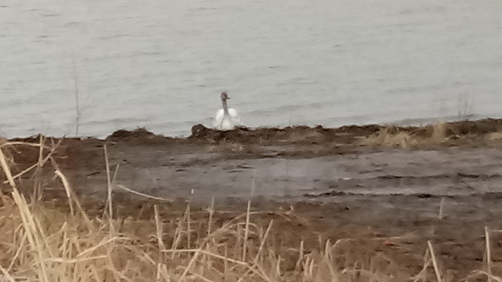 Tundra Swan