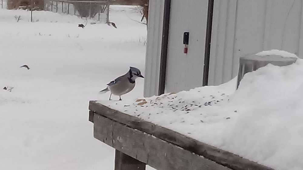 Blue Jay