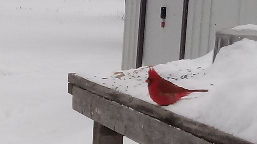 Northern Cardinal