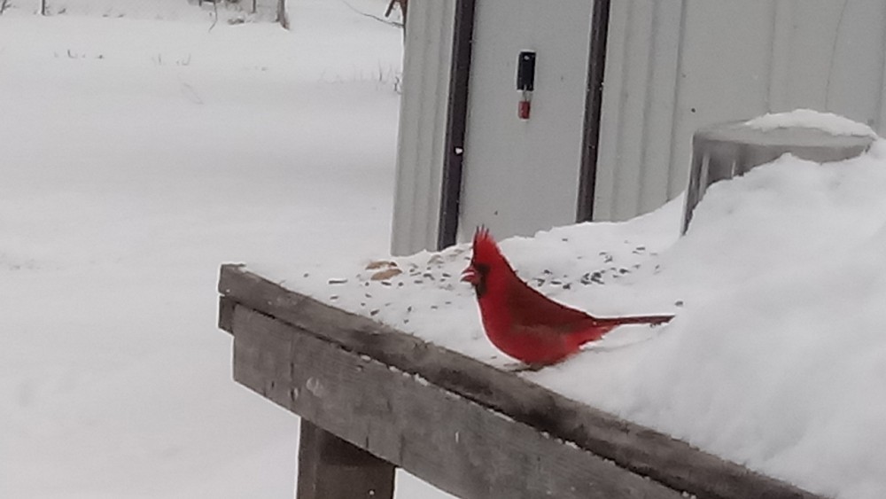 Northern Cardinal