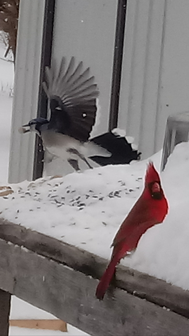 Northern Cardinal