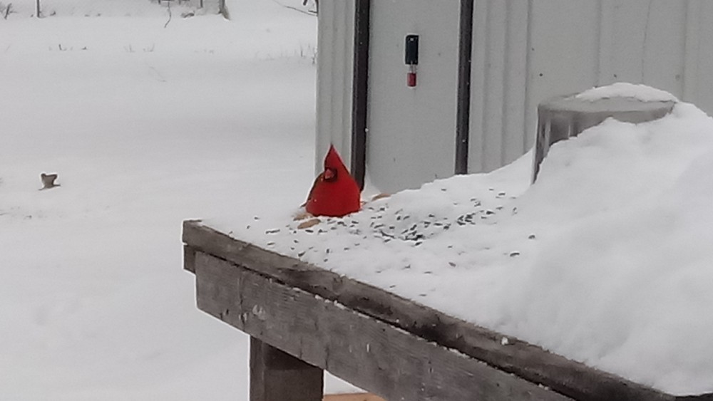 Northern Cardinal