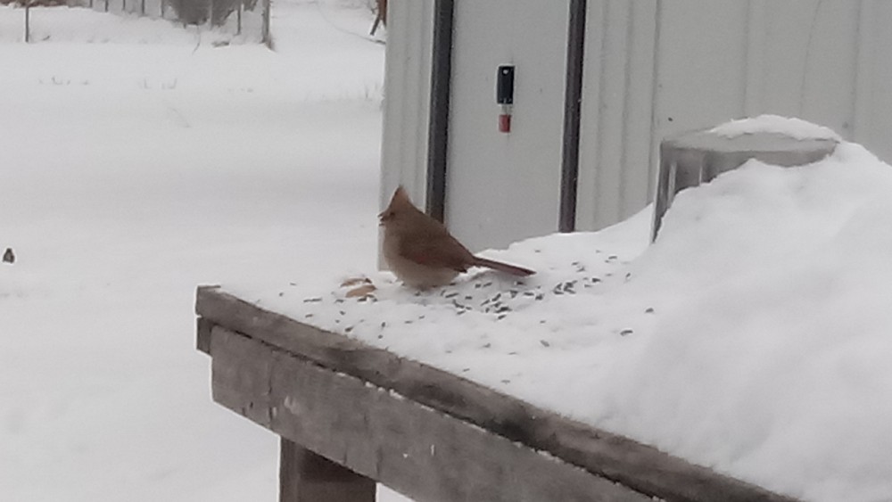 Northern Cardinal