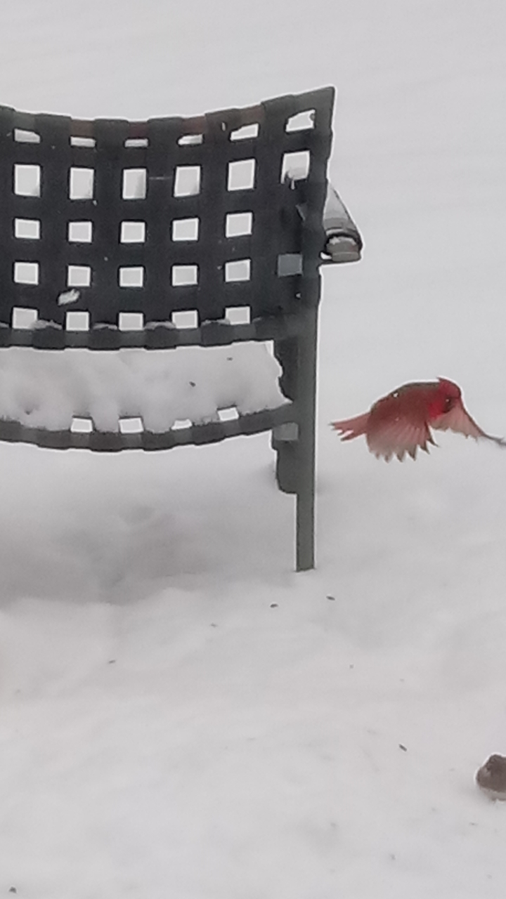 ショウジョウコウカンチョウ