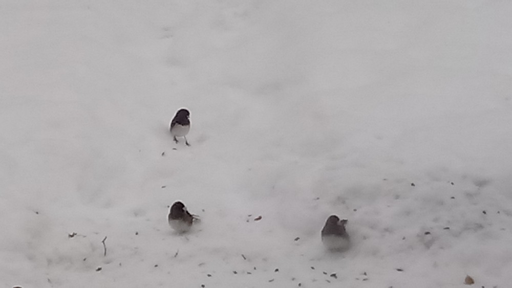 Dark-eyed Junco