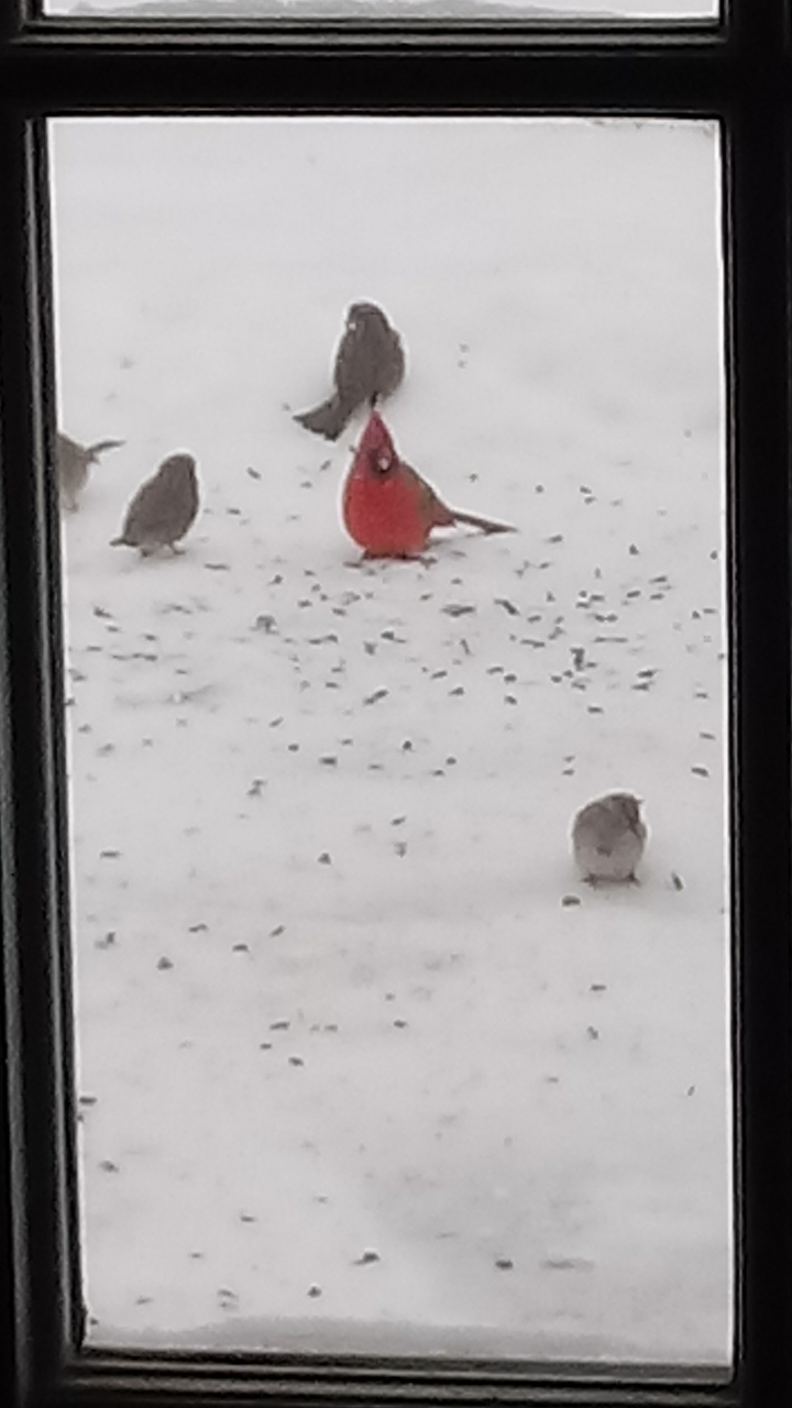 Cardenal Norteño