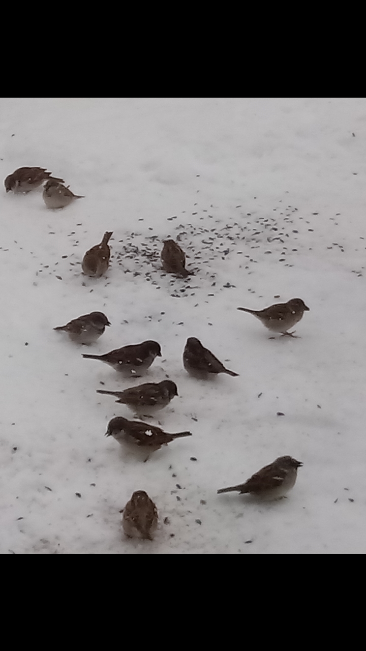 Moineau domestique