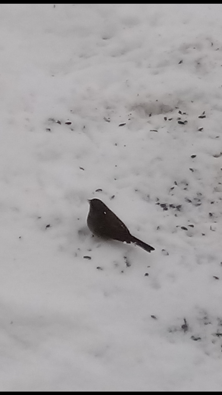 Junco occhiscuri