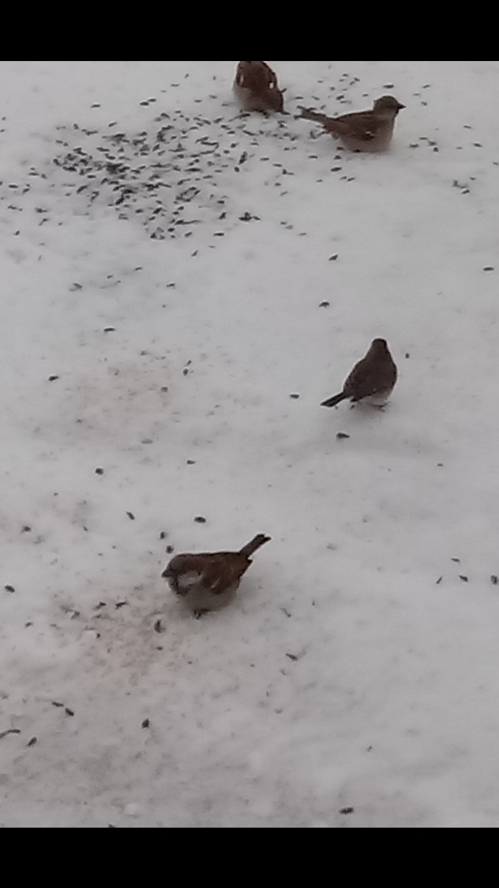 Moineau domestique