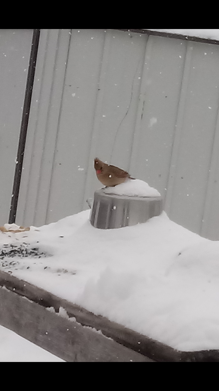 Northern Cardinal