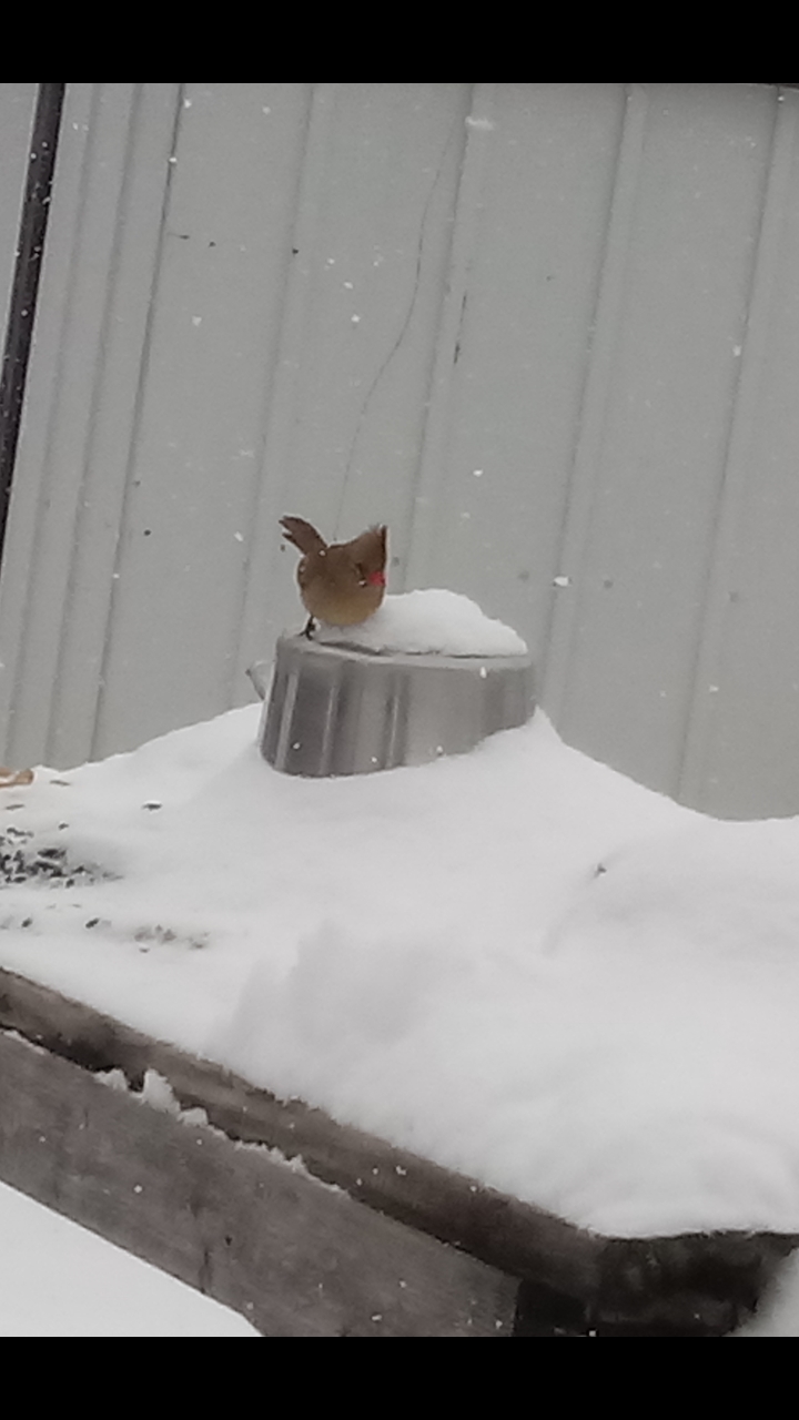 ショウジョウコウカンチョウ