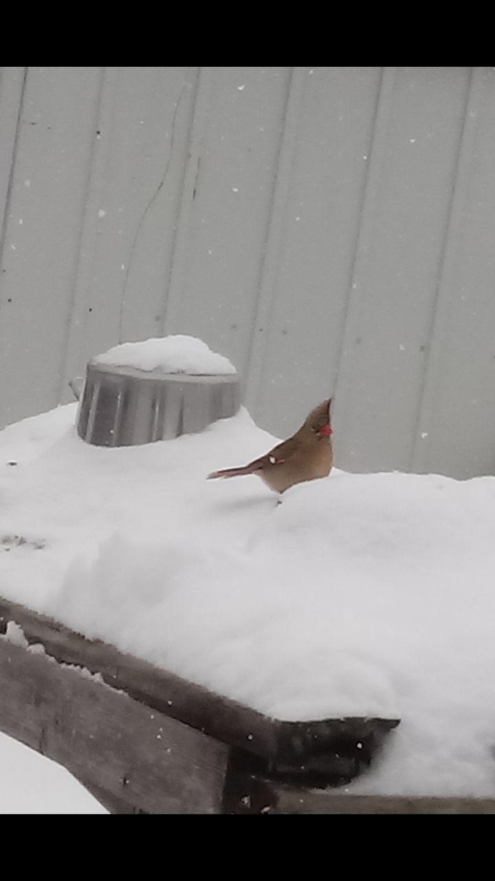 Northern Cardinal