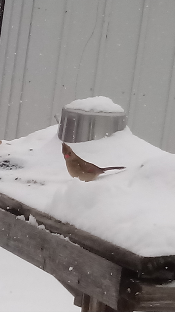 Northern Cardinal