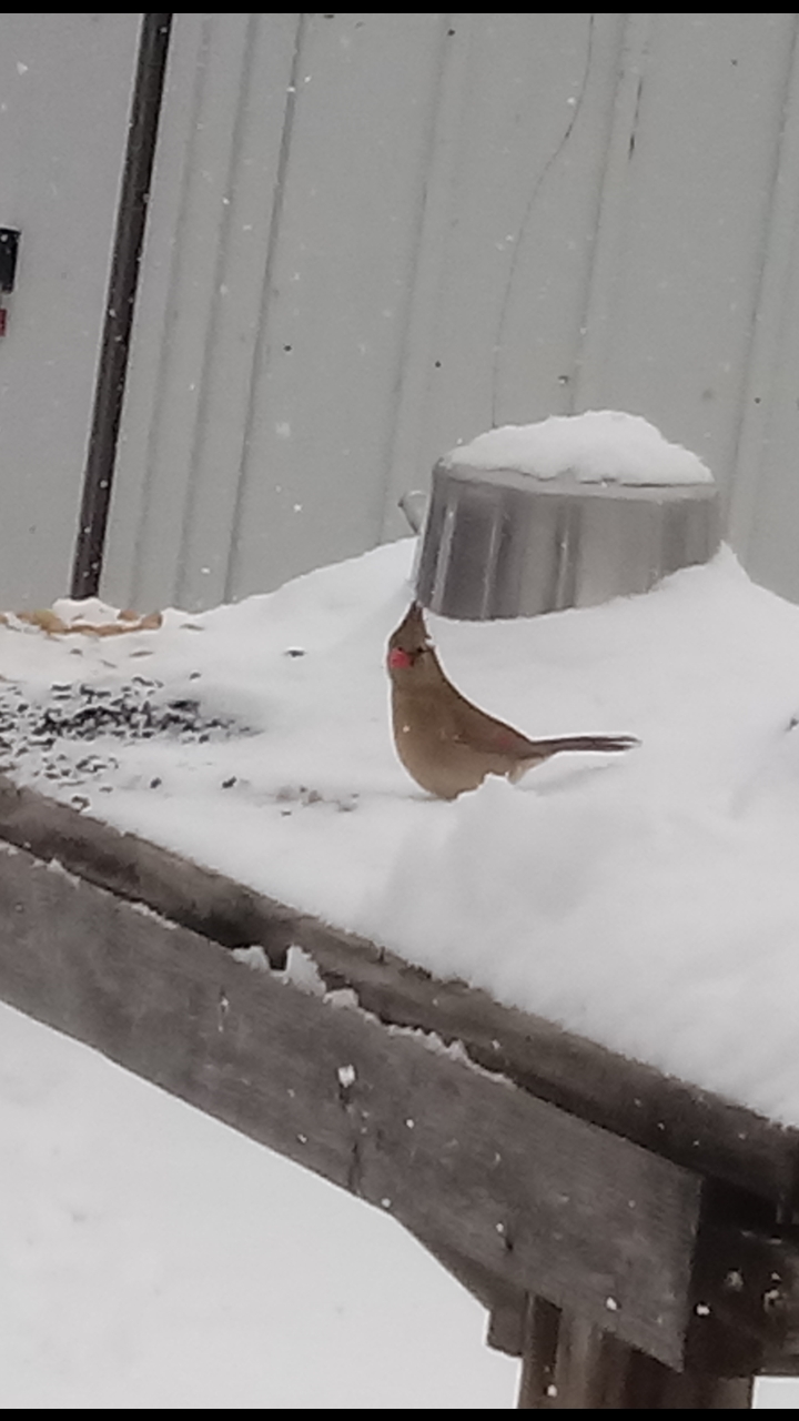 ショウジョウコウカンチョウ