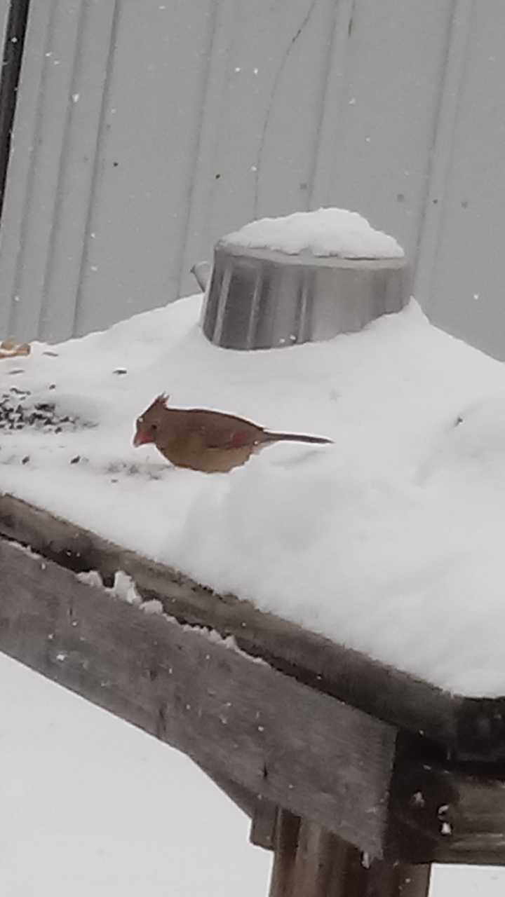 ショウジョウコウカンチョウ