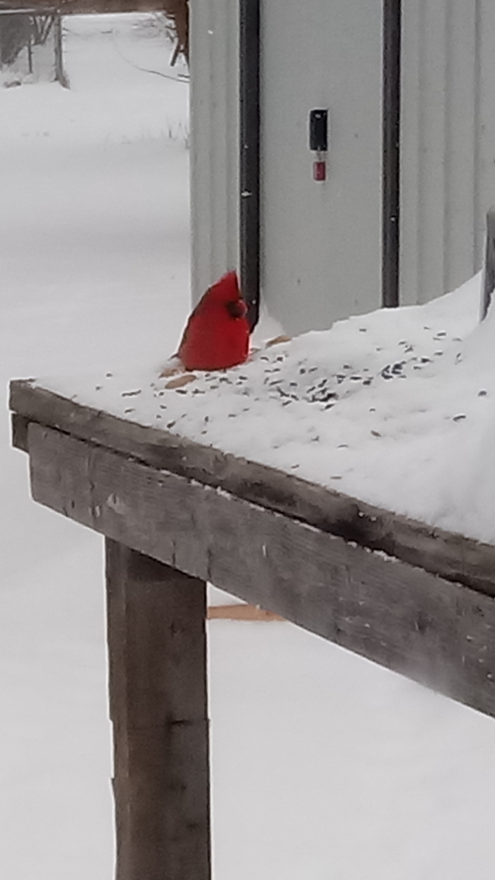 Cardenal Norteño