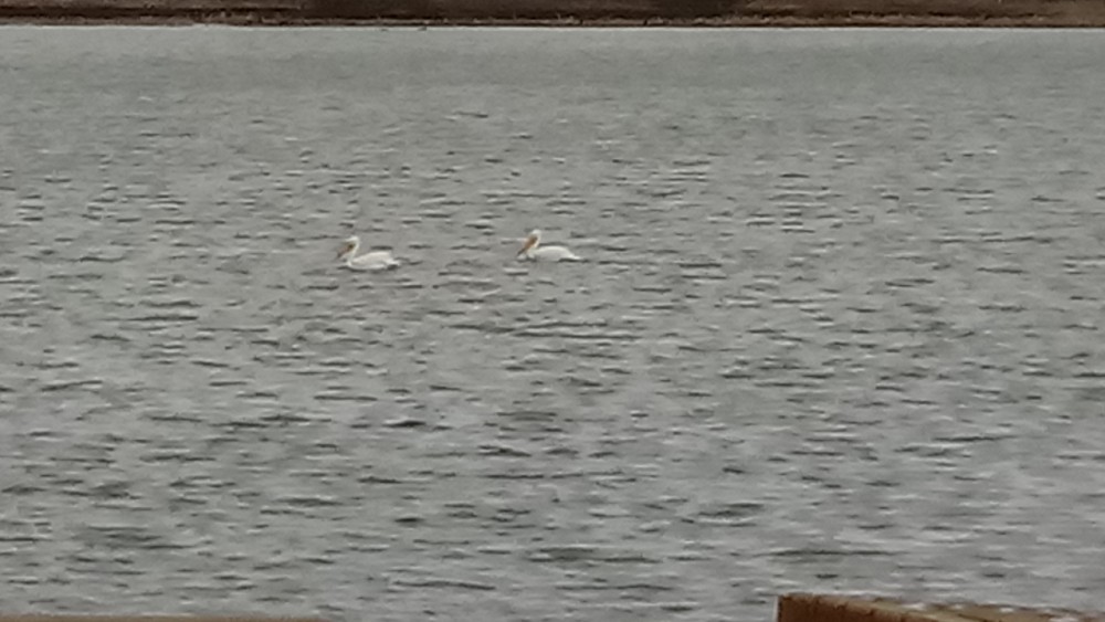 American White Pelican