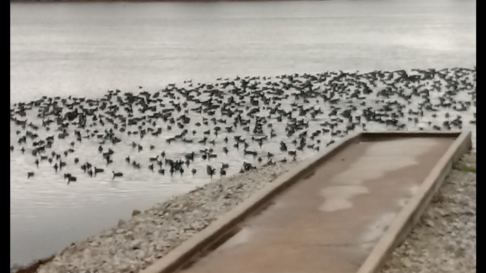 American Coot