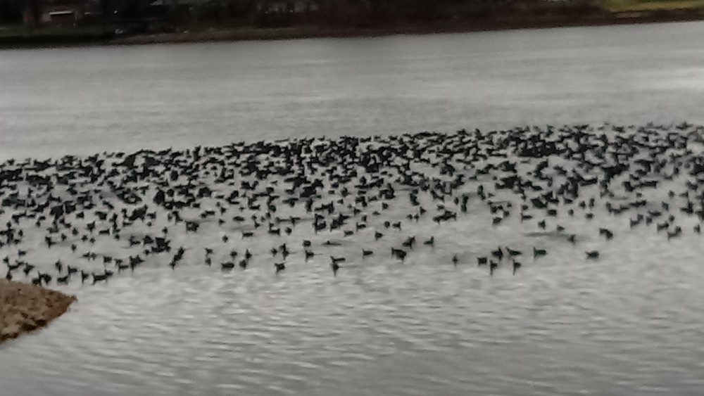 American Coot