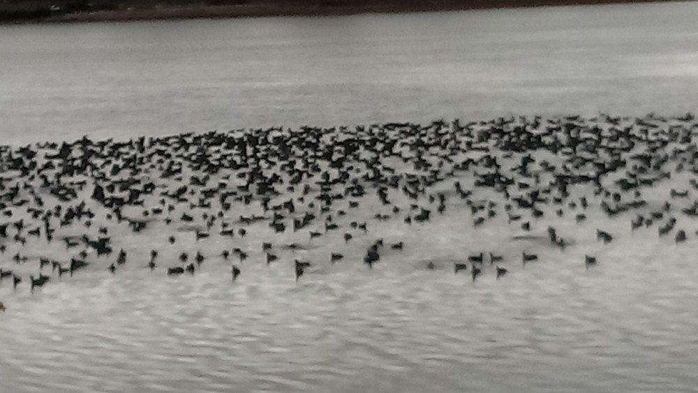 American Coot