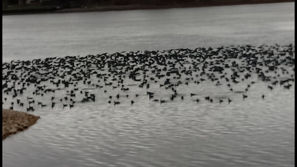 American Coot