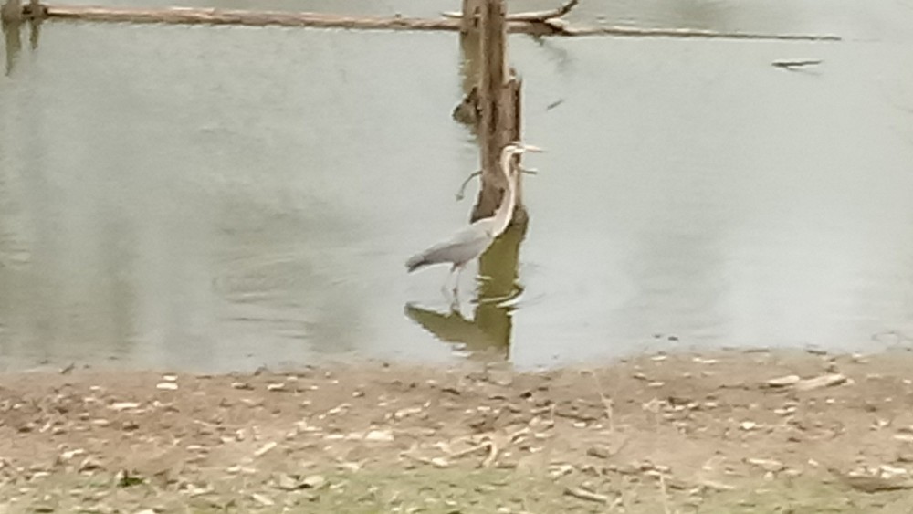 Great Blue Heron