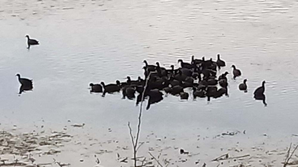 American Coot