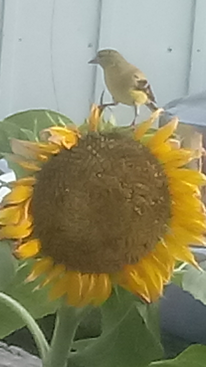 American Goldfinch