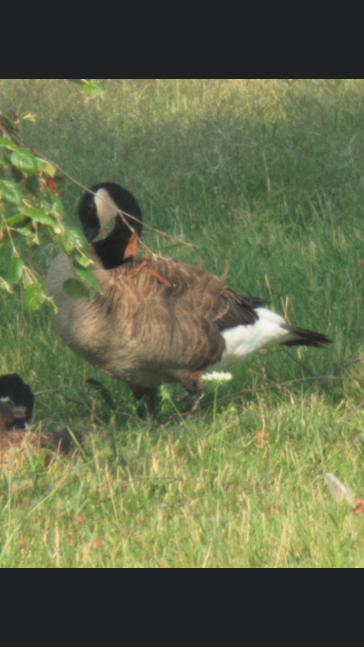 Canada Goose