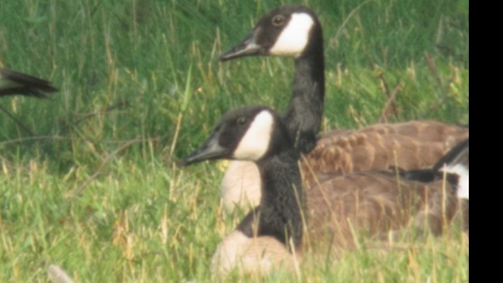 Canada Goose