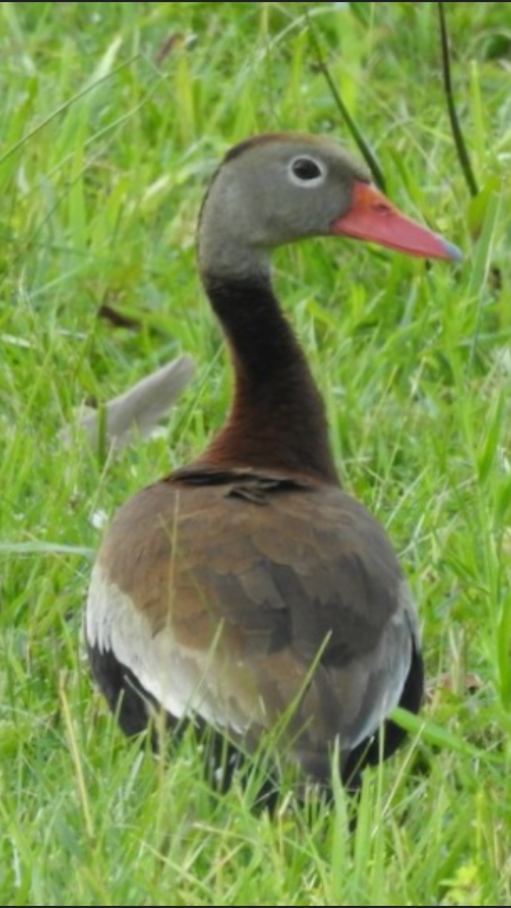 Dendrocygne à ventre noir