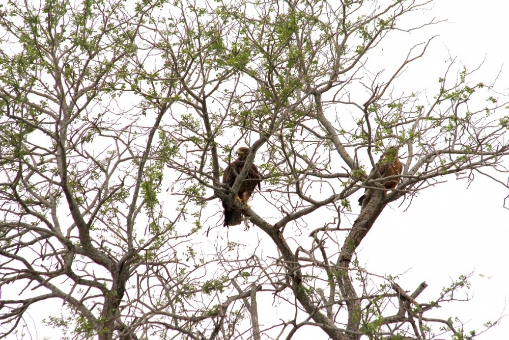 Kruger National Park  (南非)