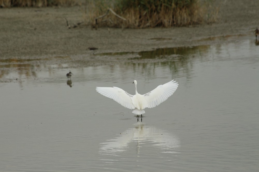 Little Egret