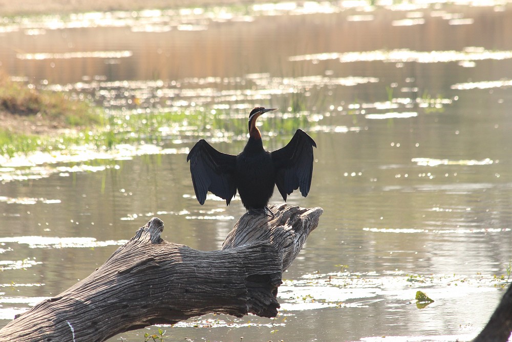 Anhinga roux