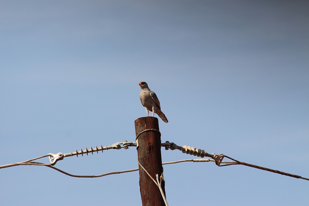 Dark Chanting-Goshawk