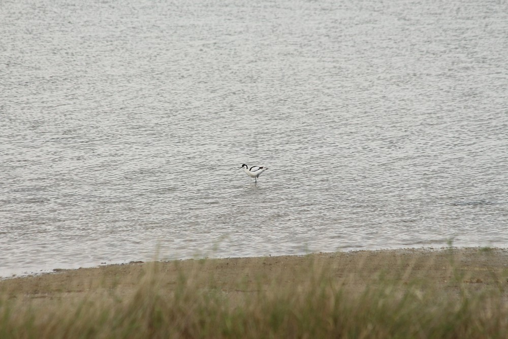 Pied Avocet