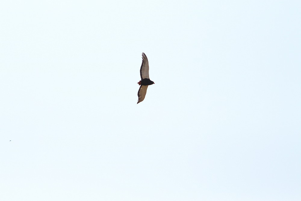 Bateleur des savanes