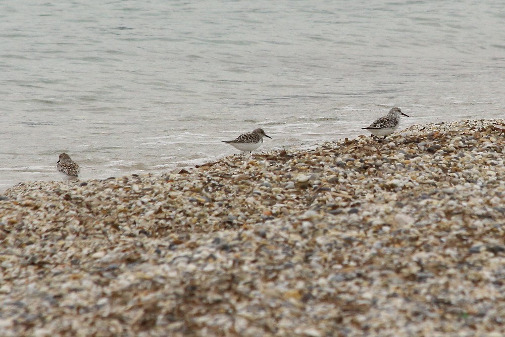 Sanderling