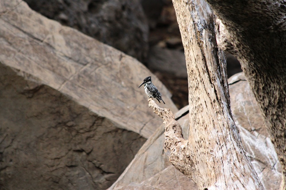 Pied Kingfisher