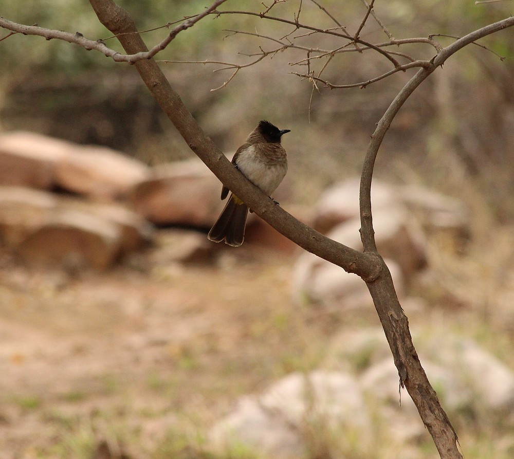 Common Bulbul